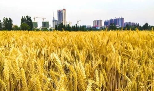 建行棗莊分行 以‘裕農通’業務為支點，奏響鄉村振興金色樂章