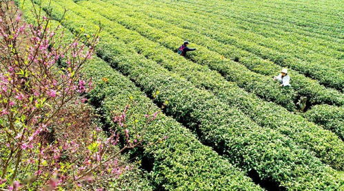 農旅融合賦能鄉村振興 探索畜產品購銷貿易新路徑
