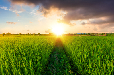 為何東北大米那么受歡迎？原來(lái)是這樣